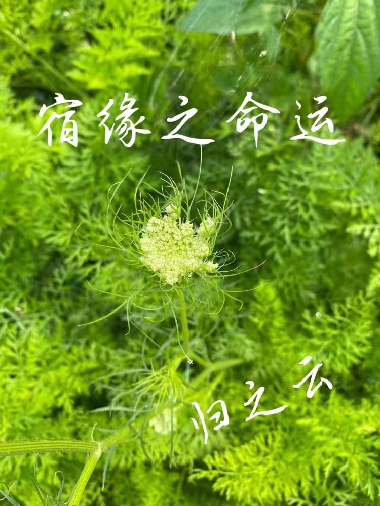宿命姻缘是什么意思?