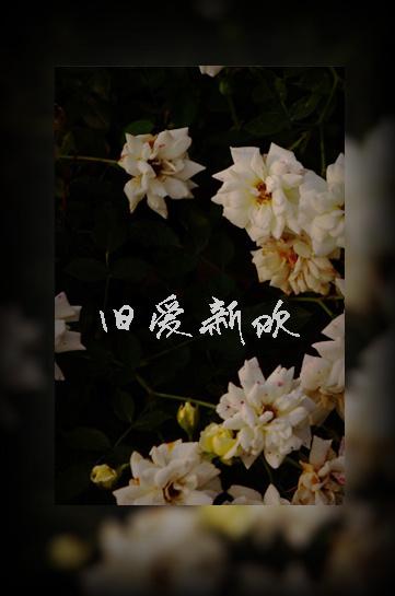 旧爱新欢都不选歌曲原唱